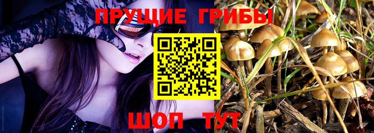 Галлюциногенные грибы Psilocybe Туймазы